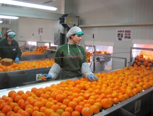 industria alimentara pericolele mancarii alimentelor procesate sucuri naturale portocale substante toxice periculoase nocive chimicale e-uri aditivi alimentari, conservanti
